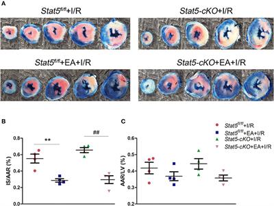 STAT3 but Not STAT5 Contributes to the Protective Effect of Electroacupuncture Against Myocardial Ischemia/Reperfusion Injury in Mice